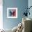 Miss Butterfly Euploea Sq - Blue & Red-Philippe Hugonnard-Framed Photographic Print displayed on a wall