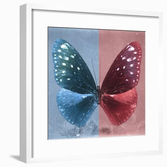 Miss Butterfly Euploea Sq - Blue & Red-Philippe Hugonnard-Framed Photographic Print