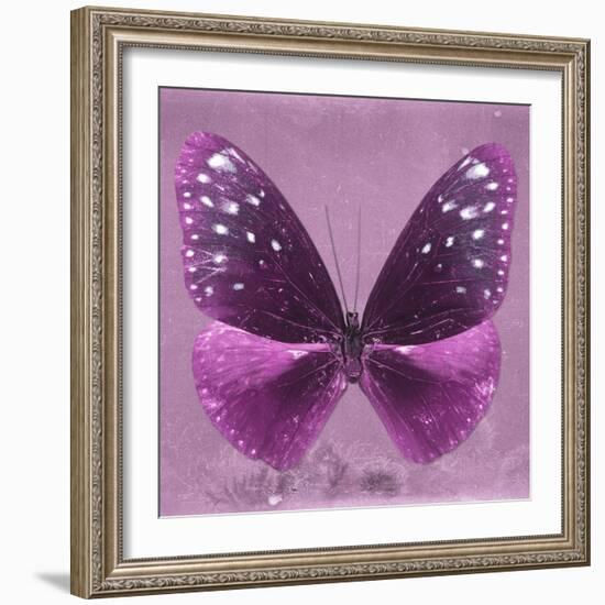 Miss Butterfly Euploea Sq - Hot Pink-Philippe Hugonnard-Framed Photographic Print