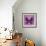 Miss Butterfly Euploea Sq - Hot Pink-Philippe Hugonnard-Framed Photographic Print displayed on a wall