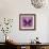 Miss Butterfly Euploea Sq - Hot Pink-Philippe Hugonnard-Framed Photographic Print displayed on a wall