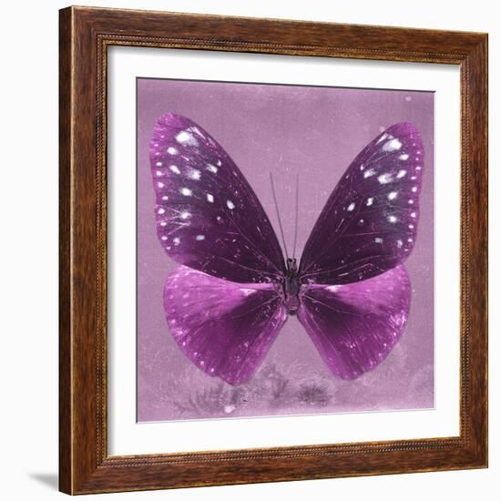 Miss Butterfly Euploea Sq - Hot Pink-Philippe Hugonnard-Framed Photographic Print