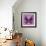 Miss Butterfly Euploea Sq - Hot Pink-Philippe Hugonnard-Framed Photographic Print displayed on a wall