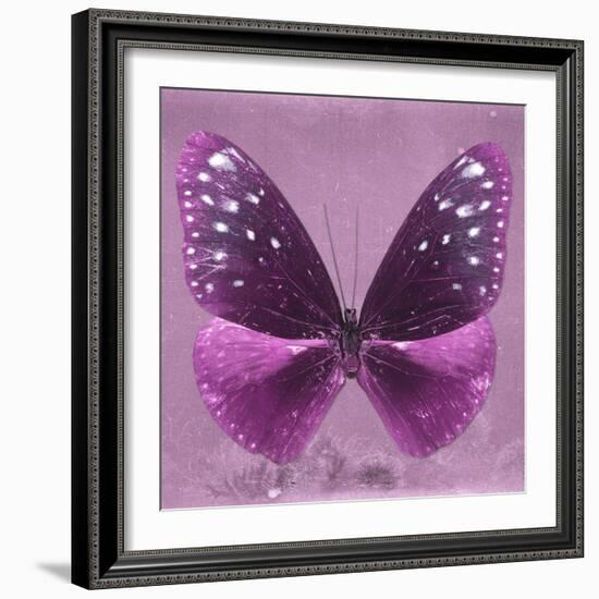 Miss Butterfly Euploea Sq - Hot Pink-Philippe Hugonnard-Framed Photographic Print