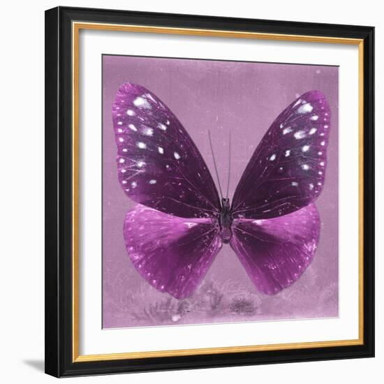 Miss Butterfly Euploea Sq - Hot Pink-Philippe Hugonnard-Framed Photographic Print