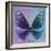 Miss Butterfly Euploea Sq - Purple & Blue-Philippe Hugonnard-Framed Photographic Print