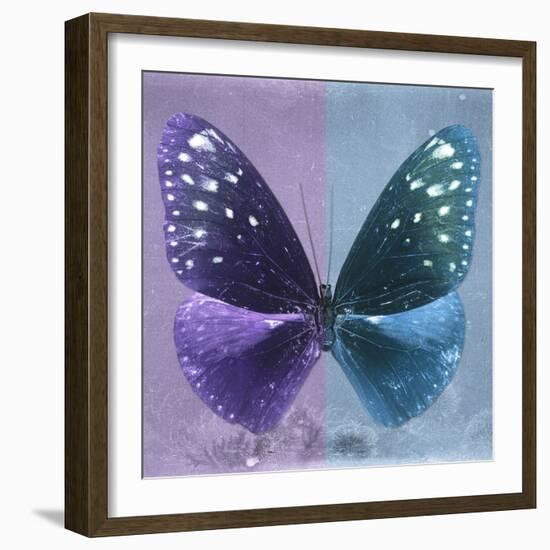 Miss Butterfly Euploea Sq - Purple & Blue-Philippe Hugonnard-Framed Photographic Print