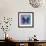 Miss Butterfly Euploea Sq - Purple & Blue-Philippe Hugonnard-Framed Photographic Print displayed on a wall