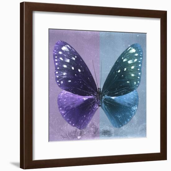 Miss Butterfly Euploea Sq - Purple & Blue-Philippe Hugonnard-Framed Photographic Print