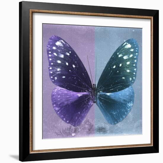 Miss Butterfly Euploea Sq - Purple & Blue-Philippe Hugonnard-Framed Photographic Print