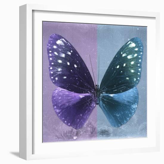 Miss Butterfly Euploea Sq - Purple & Blue-Philippe Hugonnard-Framed Photographic Print