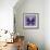 Miss Butterfly Euploea Sq - Purple-Philippe Hugonnard-Framed Photographic Print displayed on a wall