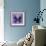 Miss Butterfly Euploea Sq - Purple-Philippe Hugonnard-Framed Photographic Print displayed on a wall