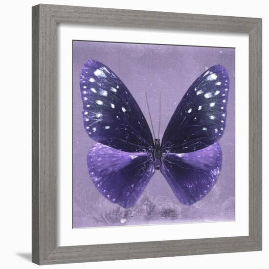 Miss Butterfly Euploea Sq - Purple-Philippe Hugonnard-Framed Photographic Print