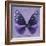 Miss Butterfly Euploea Sq - Purple-Philippe Hugonnard-Framed Photographic Print