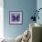 Miss Butterfly Euploea Sq - Purple-Philippe Hugonnard-Framed Photographic Print displayed on a wall