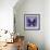 Miss Butterfly Euploea Sq - Purple-Philippe Hugonnard-Framed Photographic Print displayed on a wall