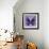 Miss Butterfly Euploea Sq - Purple-Philippe Hugonnard-Framed Photographic Print displayed on a wall