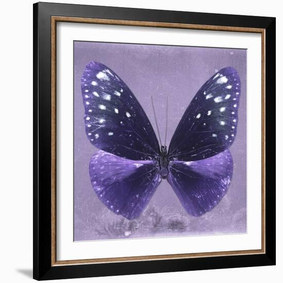 Miss Butterfly Euploea Sq - Purple-Philippe Hugonnard-Framed Photographic Print