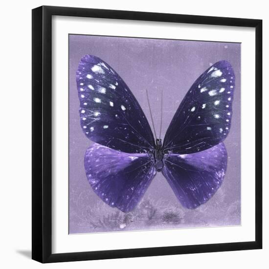 Miss Butterfly Euploea Sq - Purple-Philippe Hugonnard-Framed Photographic Print