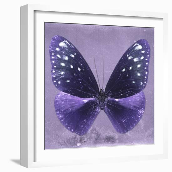 Miss Butterfly Euploea Sq - Purple-Philippe Hugonnard-Framed Photographic Print