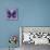 Miss Butterfly Euploea Sq - Purple-Philippe Hugonnard-Mounted Photographic Print displayed on a wall