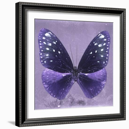 Miss Butterfly Euploea Sq - Purple-Philippe Hugonnard-Framed Photographic Print