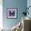 Miss Butterfly Euploea Sq - Purple-Philippe Hugonnard-Framed Photographic Print displayed on a wall