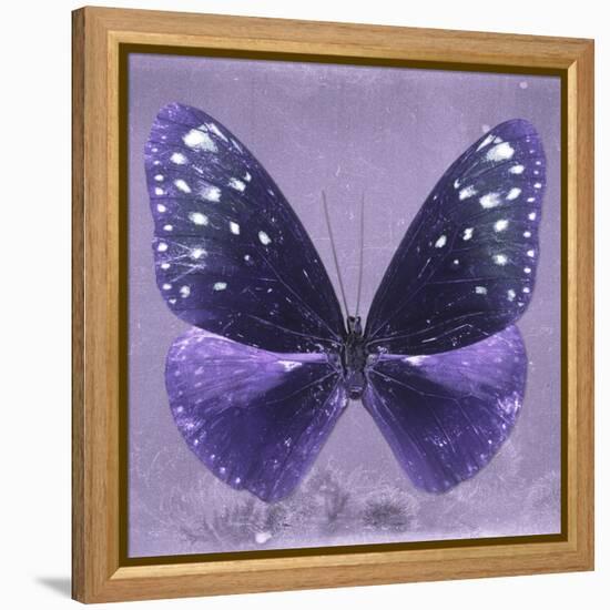 Miss Butterfly Euploea Sq - Purple-Philippe Hugonnard-Framed Stretched Canvas