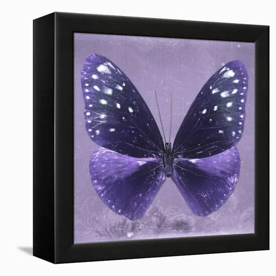 Miss Butterfly Euploea Sq - Purple-Philippe Hugonnard-Framed Stretched Canvas