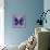 Miss Butterfly Euploea Sq - Purple-Philippe Hugonnard-Framed Stretched Canvas displayed on a wall