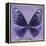 Miss Butterfly Euploea Sq - Purple-Philippe Hugonnard-Framed Stretched Canvas