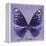 Miss Butterfly Euploea Sq - Purple-Philippe Hugonnard-Framed Stretched Canvas