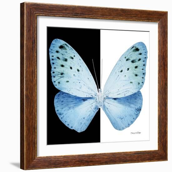 Miss Butterfly Euploea Sq - X-Ray B&W Edition-Philippe Hugonnard-Framed Photographic Print