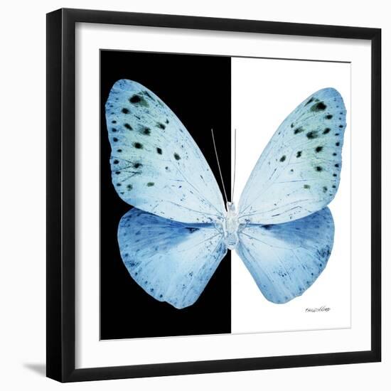 Miss Butterfly Euploea Sq - X-Ray B&W Edition-Philippe Hugonnard-Framed Photographic Print