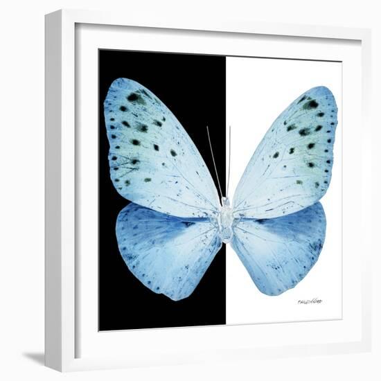 Miss Butterfly Euploea Sq - X-Ray B&W Edition-Philippe Hugonnard-Framed Photographic Print