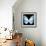 Miss Butterfly Euploea Sq - X-Ray Black Edition-Philippe Hugonnard-Framed Photographic Print displayed on a wall