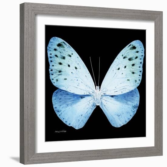 Miss Butterfly Euploea Sq - X-Ray Black Edition-Philippe Hugonnard-Framed Photographic Print