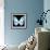 Miss Butterfly Euploea Sq - X-Ray Black Edition-Philippe Hugonnard-Framed Photographic Print displayed on a wall
