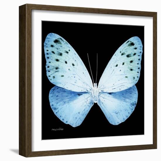 Miss Butterfly Euploea Sq - X-Ray Black Edition-Philippe Hugonnard-Framed Photographic Print