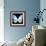 Miss Butterfly Euploea Sq - X-Ray Black Edition-Philippe Hugonnard-Framed Photographic Print displayed on a wall