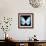 Miss Butterfly Euploea Sq - X-Ray Black Edition-Philippe Hugonnard-Framed Photographic Print displayed on a wall