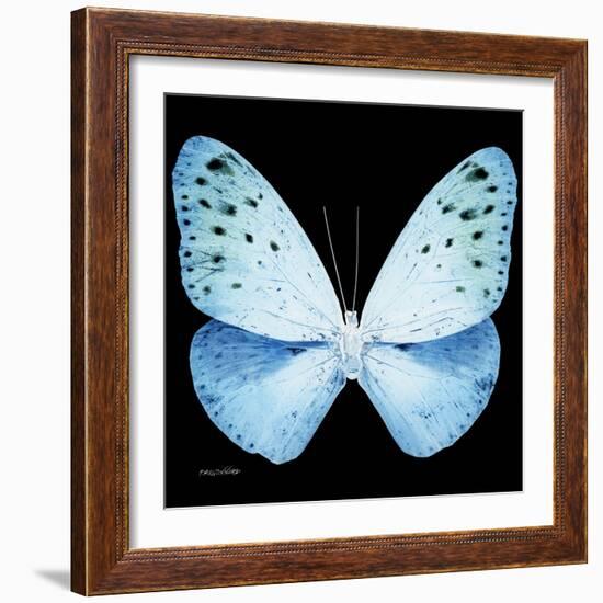 Miss Butterfly Euploea Sq - X-Ray Black Edition-Philippe Hugonnard-Framed Photographic Print