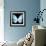 Miss Butterfly Euploea Sq - X-Ray Black Edition-Philippe Hugonnard-Framed Photographic Print displayed on a wall