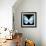 Miss Butterfly Euploea Sq - X-Ray Black Edition-Philippe Hugonnard-Framed Photographic Print displayed on a wall