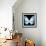 Miss Butterfly Euploea Sq - X-Ray Black Edition-Philippe Hugonnard-Framed Photographic Print displayed on a wall