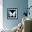 Miss Butterfly Euploea Sq - X-Ray Black Edition-Philippe Hugonnard-Framed Photographic Print displayed on a wall