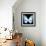 Miss Butterfly Euploea Sq - X-Ray Black Edition-Philippe Hugonnard-Framed Photographic Print displayed on a wall