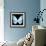 Miss Butterfly Euploea Sq - X-Ray Black Edition-Philippe Hugonnard-Framed Photographic Print displayed on a wall