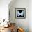 Miss Butterfly Euploea Sq - X-Ray Black Edition-Philippe Hugonnard-Framed Photographic Print displayed on a wall